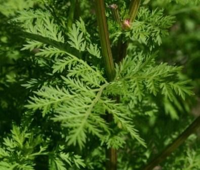 Pokok Herba Ini Membunuh 98% Sel Kanser Dalam Tempoh 16 Jam